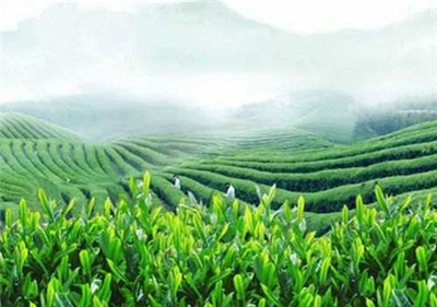 茉莉绿茶价格
