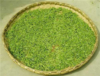 花茶属于绿茶还是红茶