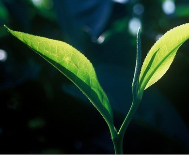 绿茶配什么花茶