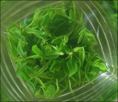 绿茶
