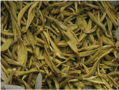 茉莉花茶