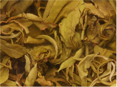 名人喜爱饮的花茶