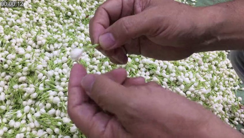 枕草子放松学院福州茉莉花开