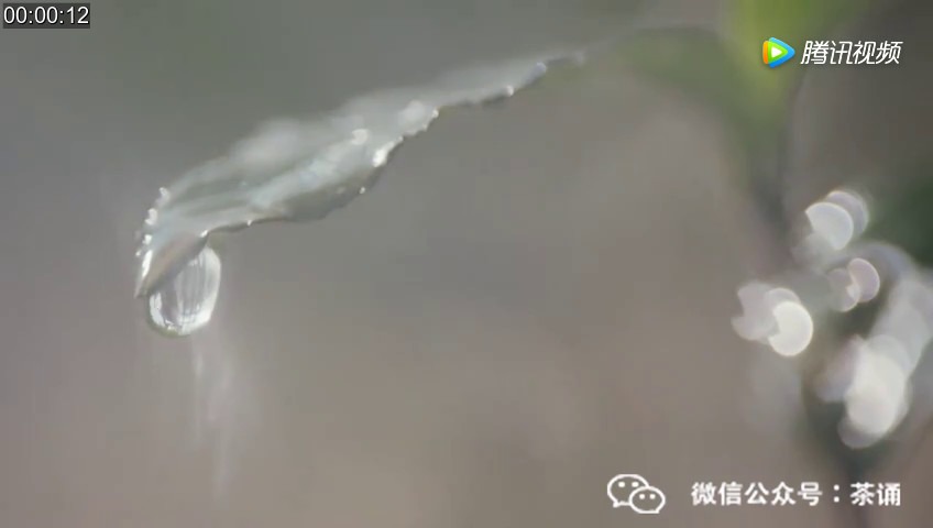 美女手把手教你泡好一壶茉莉花茶，还不快快来收了她